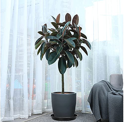 6 Pack 10 Inch Plant Saucers - Heavy Duty Black Plastic Plant Trays for Indoor & Outdoor Pots, 8.7 Inch Base - Perfect Drip Catchers for Flower Pots, Houseplants, Gardening & Deck Protection