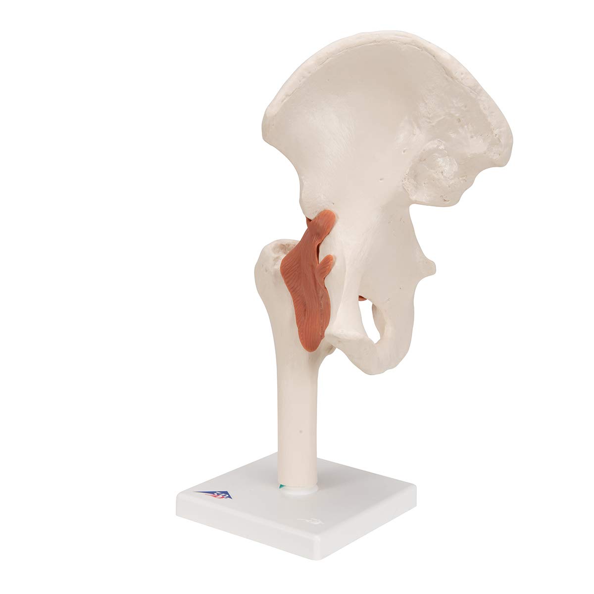 3B Scientific A81 Functional Hip Joint Model - 3B Smart Anatomy for Medical Education & Physical Therapy Training | Perfect for Anatomy Classes, Patient Demonstrations & Orthopedic Studies