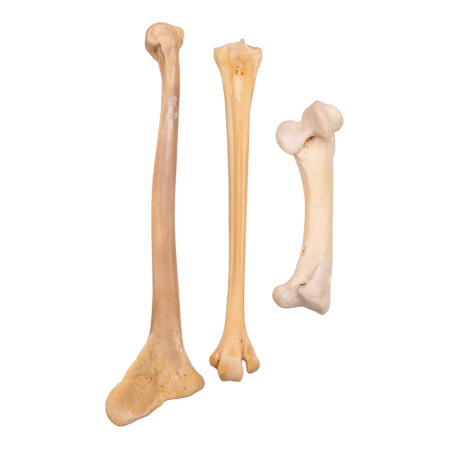 Real Emu Leg Bones for Sale - Authentic Ostrich Relatives Skeleton Specimens - Perfect for Science Education, Taxidermy & Oddity Collections
