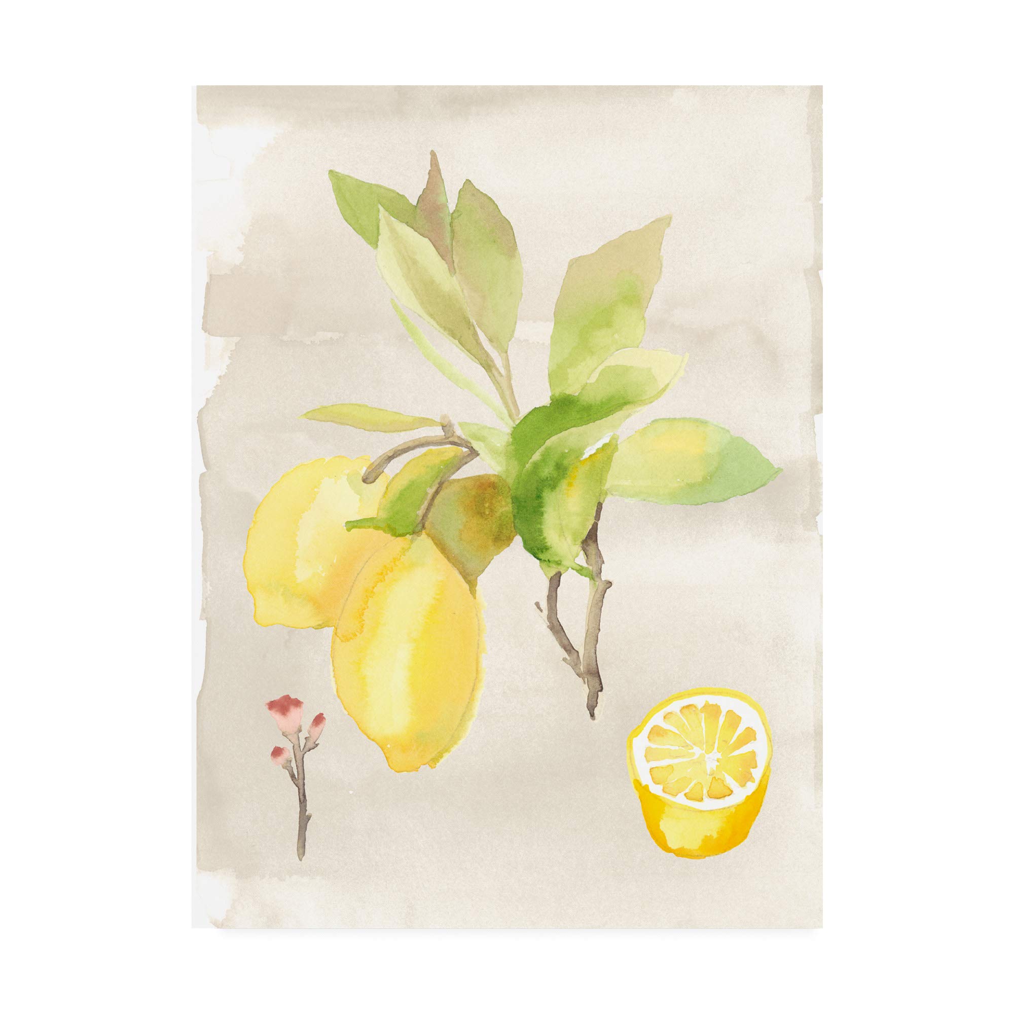 Naomi McCavitt Watercolor Fruit II Art Print - 35x47 Inches - Premium Fine Art for Home, Office & Gallery Decor