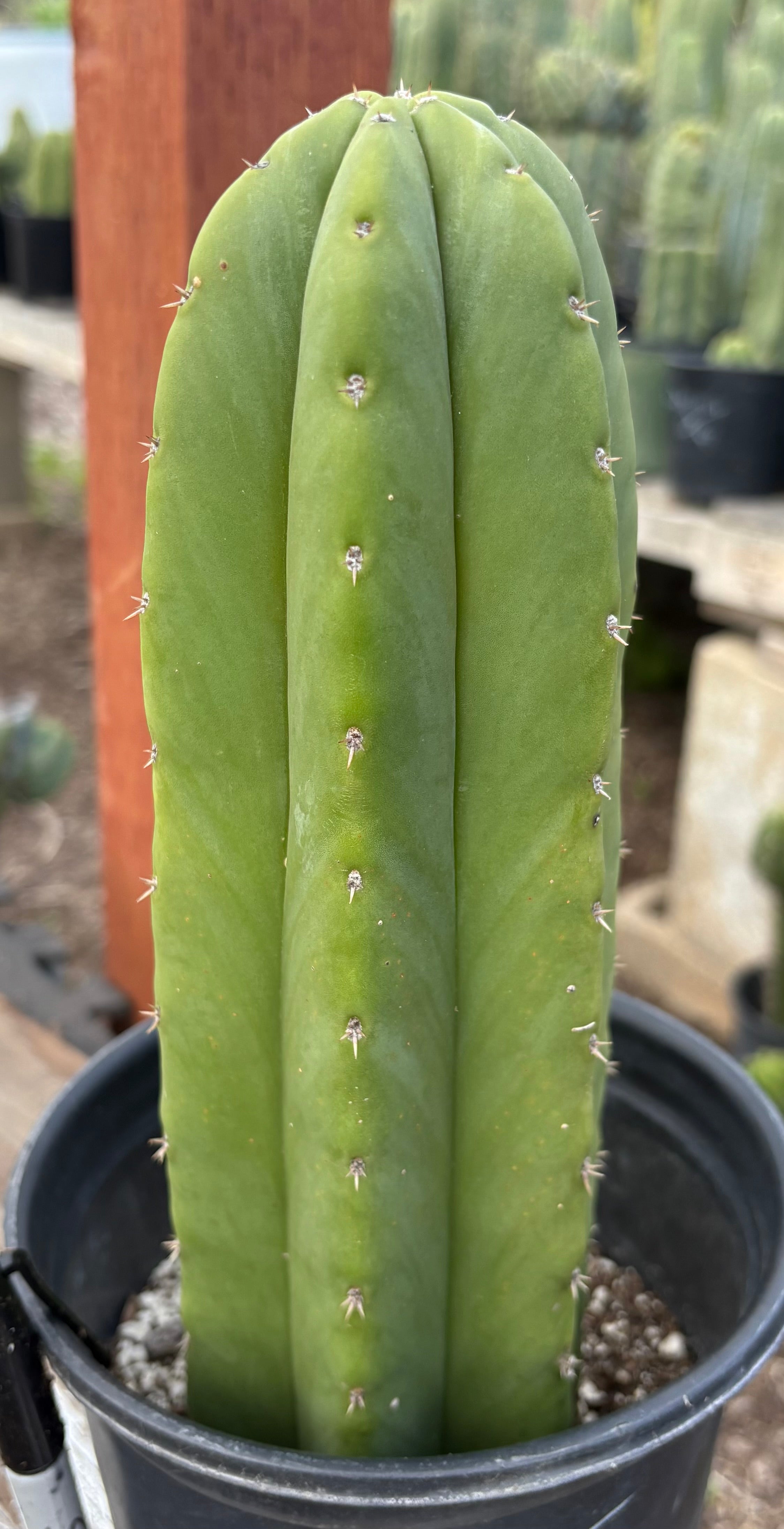 EC241 EXACT Trichocereus Hybrid Scop X Pachanoi Oscar Cactus 10.5
