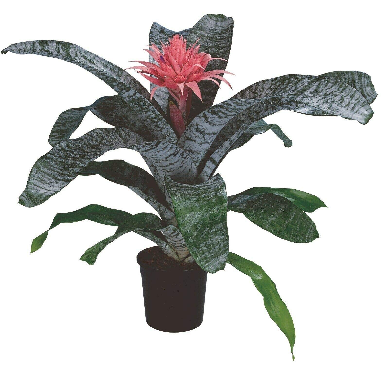 Aechmea Fasciata Bromeliad Plant - Silver Vase or Silver King - Perfect for Home Decor, Office Plants & Tropical Gardens