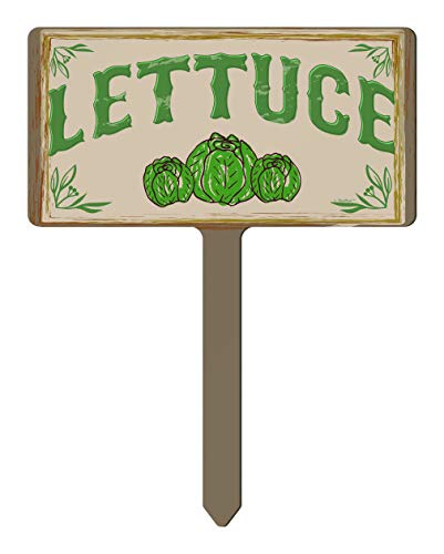 Lettuce