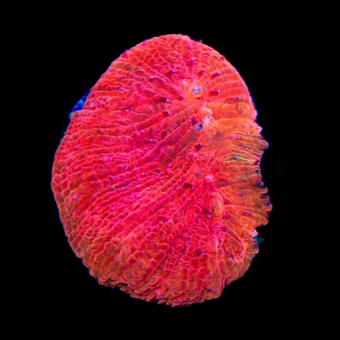 Diablo Diaseris Plate Coral for Saltwater Aquariums – Vibrant Coral for Reef Tanks & Marine Displays