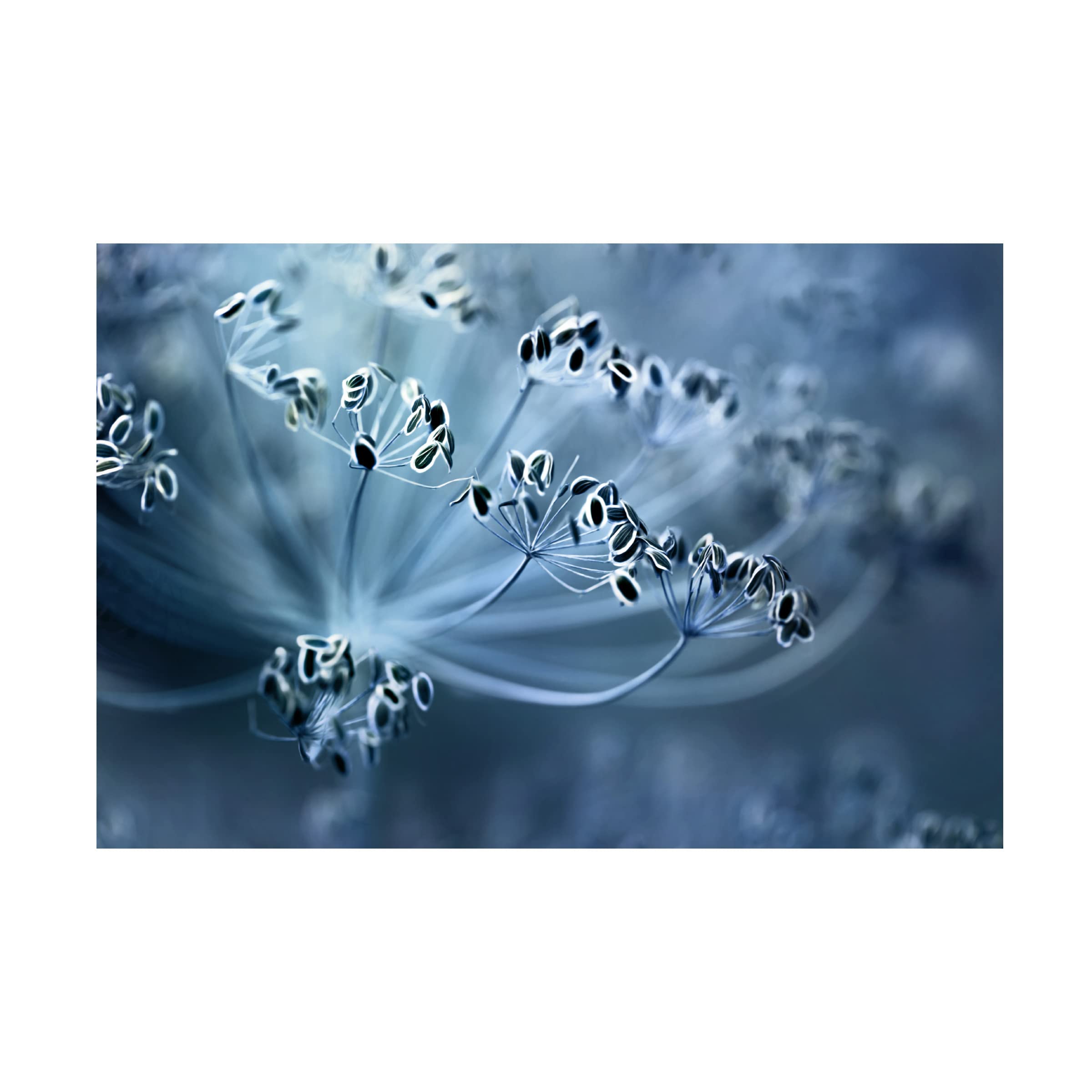 Trademark Fine Art 'Dill' Canvas Art Print by Mandy Disher - Modern Botanical Wall Decor for Living Room, Bedroom & Office