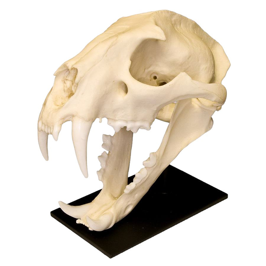 Replica Clouded Leopard Skull - Lifelike Animal Skull Decor for Home, Office & Halloween - Perfect for Gothic Decor, Taxidermy Displays & Horror Props