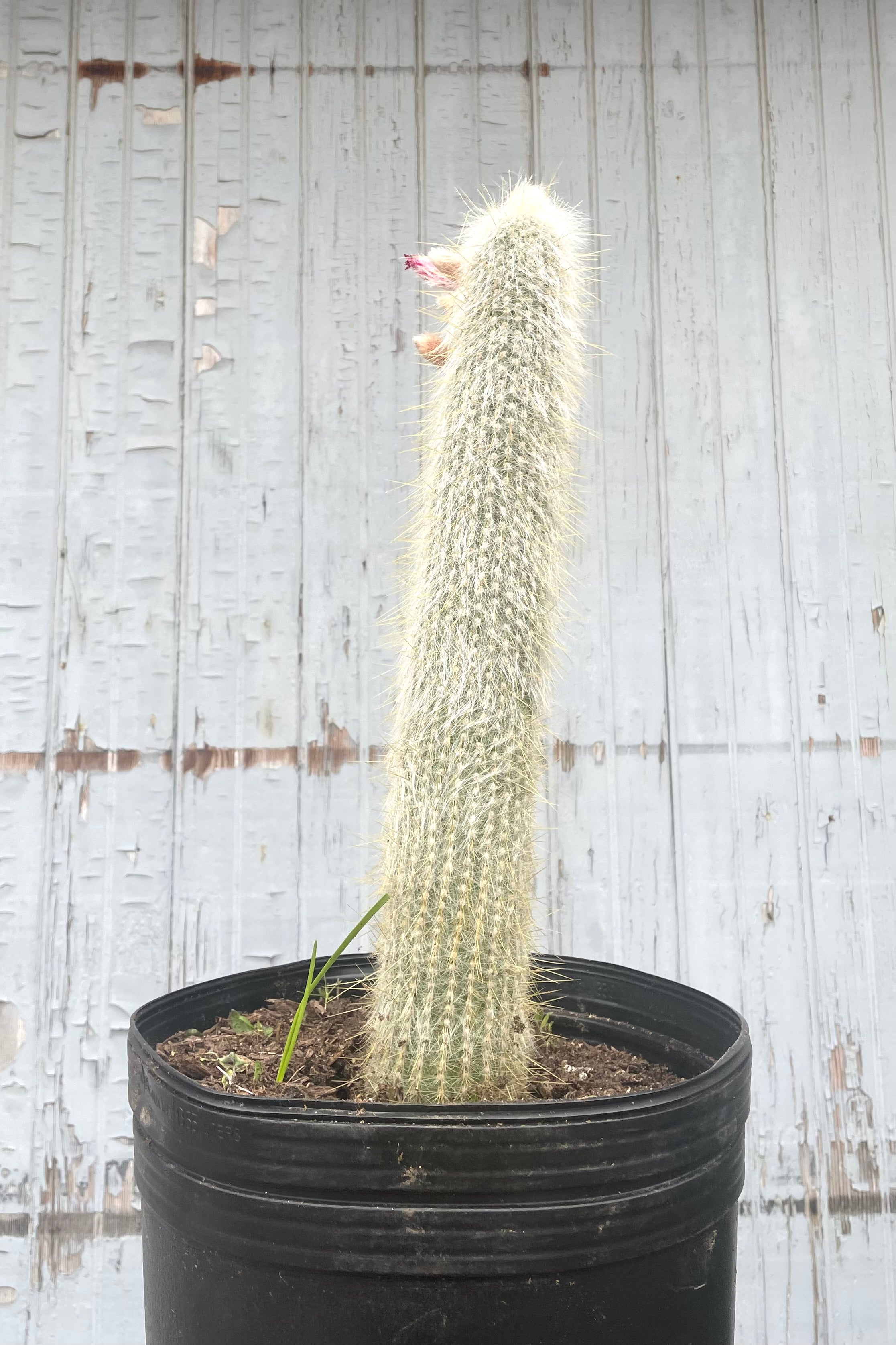 Cleistocactus Strausii #5 - Silver Torch Cactus for Home & Office Decor | Drought-Tolerant Indoor Plant for Desks, Windowsills & Succulent Gardens