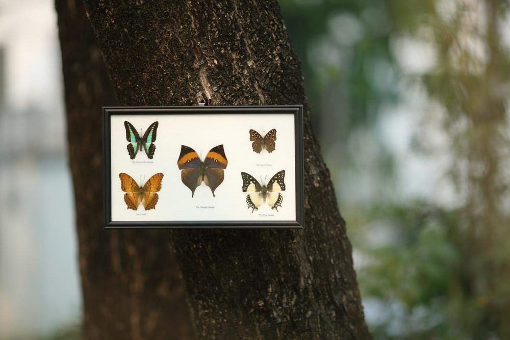 Beautiful Framed Butterfly Display - Handpicked Real Butterflies in Elegant Wall Frame | Perfect for Home Decor, Unique Gifts & Nature Lovers