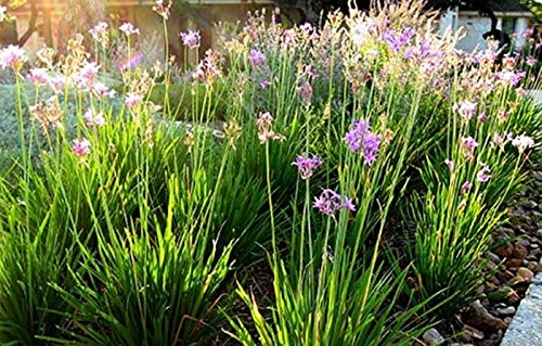 Society Garlic Plants (Tulbaghia Violacea) - 3 Live Plants for Garden, Butterfly Attracting Flowers - Perfect for Borders, Containers & Pollinator Gardens
