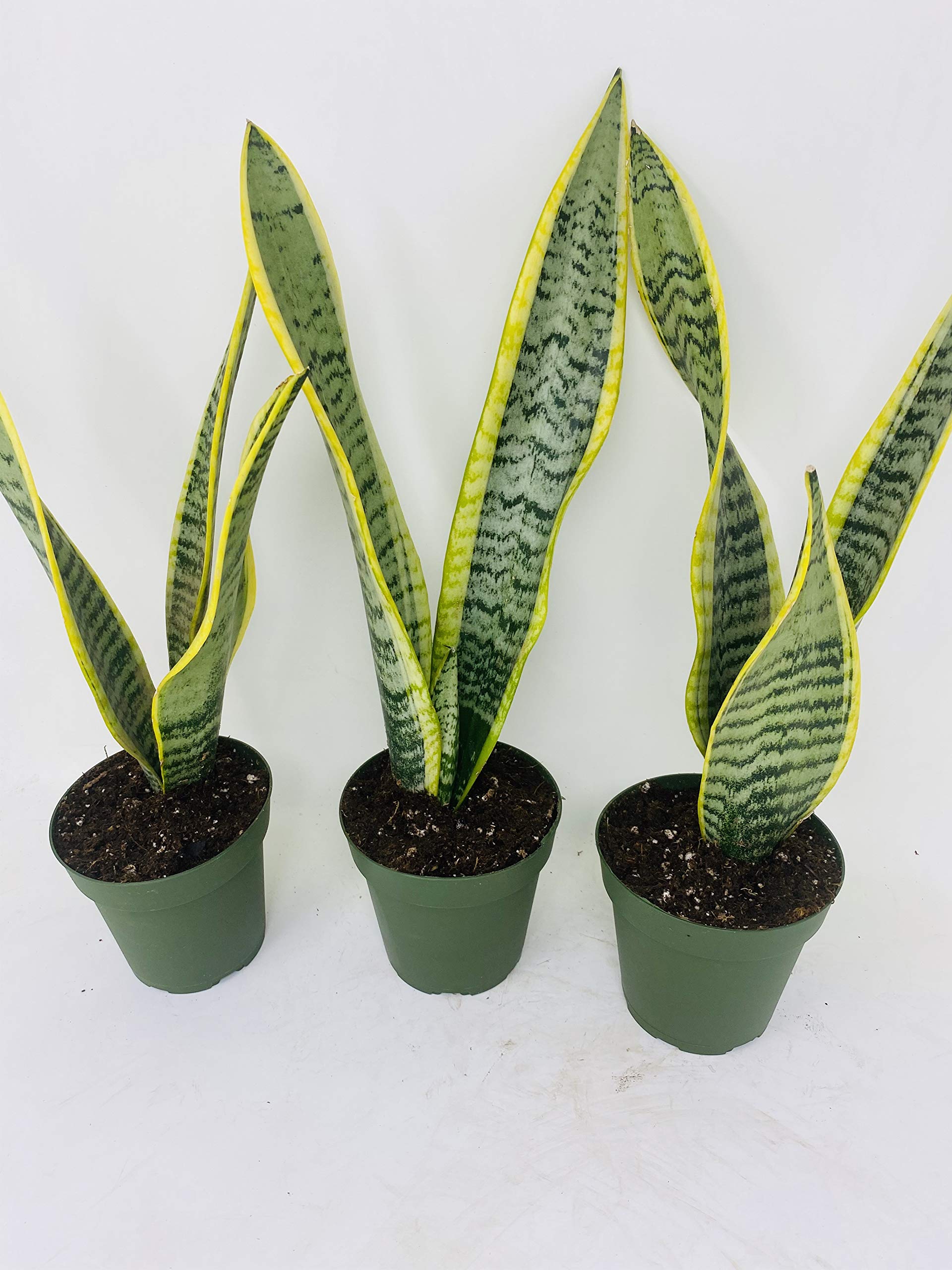 Laurentii Snake Plant - Sansevieria Trifasciata - 3 Pack Live Plants in 4