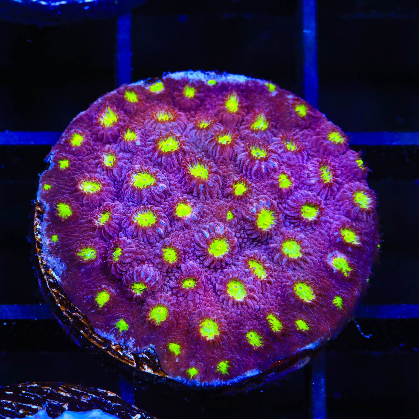 CB Bling Bling Cyphastrea Coral - Premium Saltwater Aquarium Coral for Reef Tanks | Perfect for Marine Aquascaping & Coral Propagation