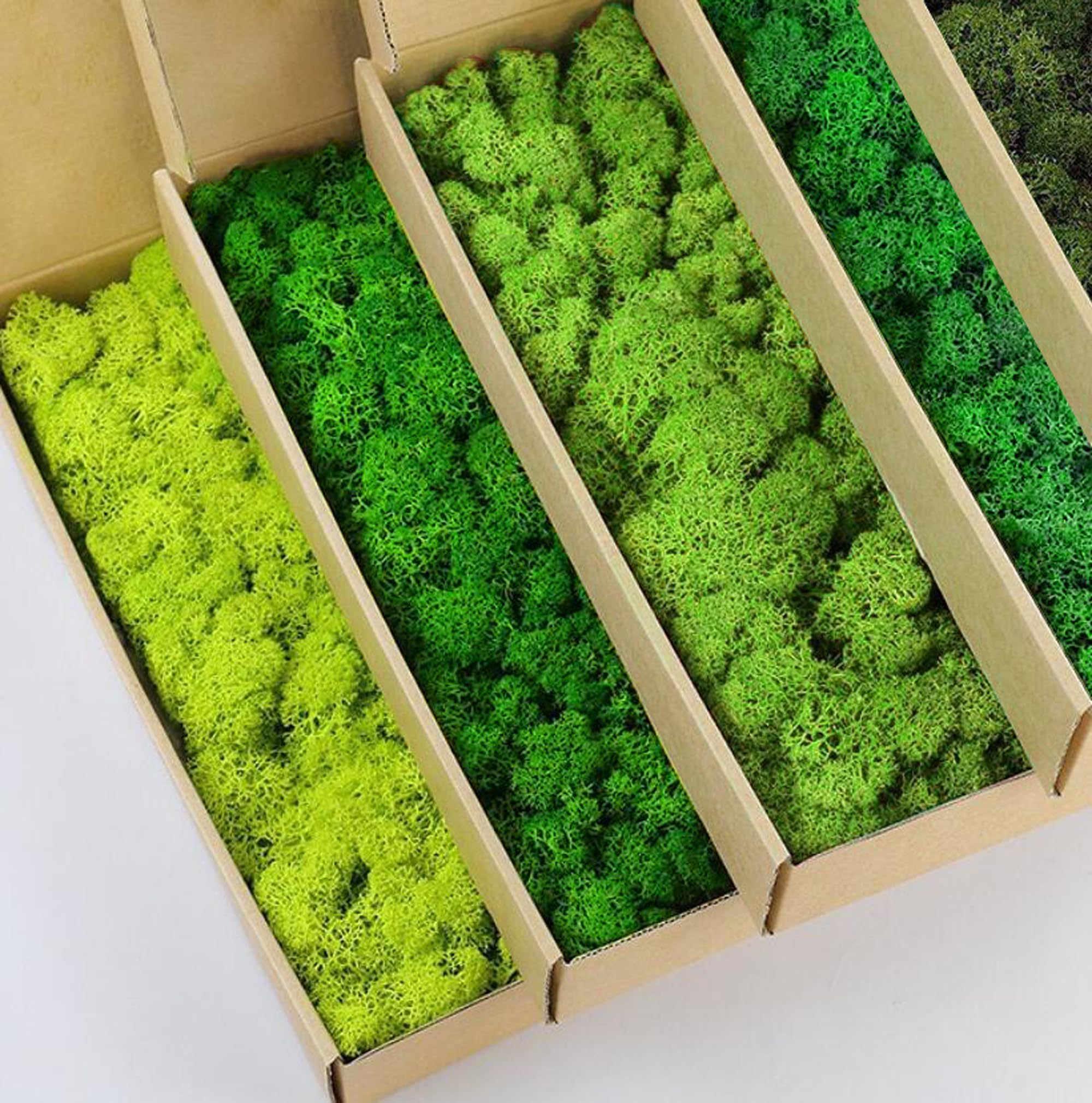 5 Color Mix Pack Preserved Reindeer Moss - Natural Green DIY Kit for Gardening, Wall Decor, Floral Arrangements & Home Decor (1 lb) | Perfect for Terrariums, Fairy Gardens & Craft Projects