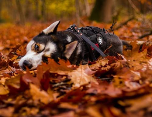 OneTigris Tactical Dog Harness Vest with Handle - Adjustable No-Pull Military Vest for Large & Medium Dogs - Service Dog Harness for Walking, Hiking & Training (M, Black) - Perfect for Outdoor Adventures & Police K9 Units