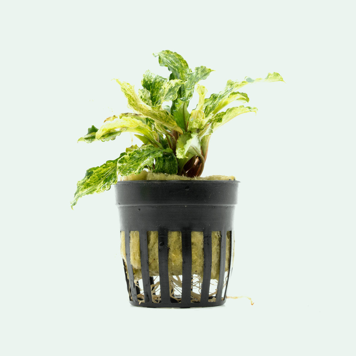 Bucephalandra Variegated Marble Aquatic Plant - Rare Live Aquarium Plants for Fish Tank Decoration | Perfect for Freshwater Planted Tanks, Aquascaping & Shrimp Habitats