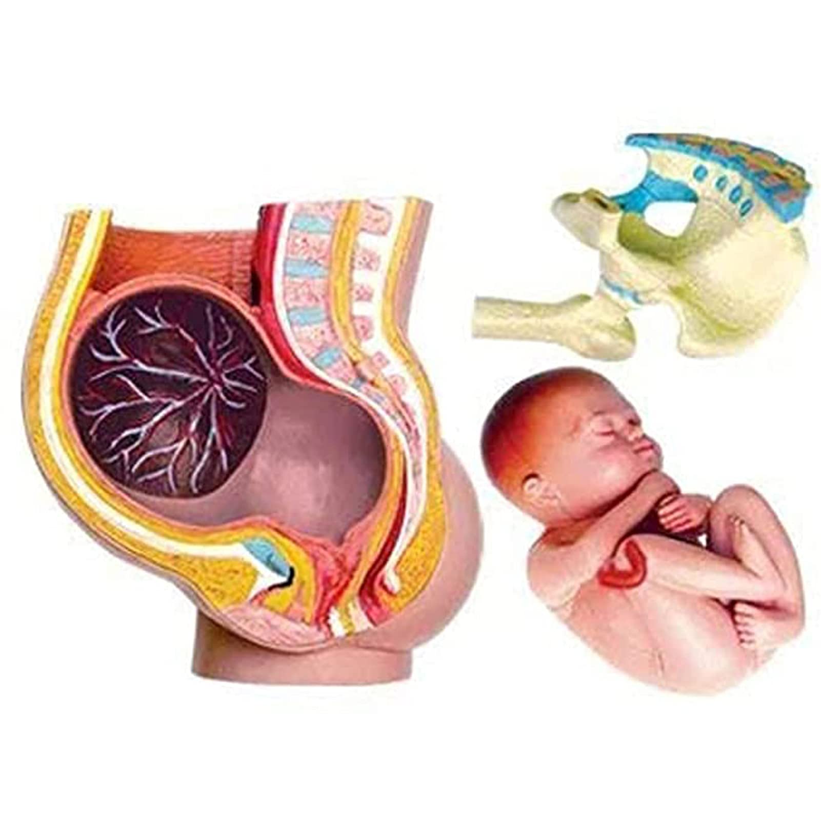 4D Human Pregnancy Pelvis Anatomy Model - Medical Education Puzzle Toy for Students & Professionals | Perfect for Classrooms, Labs & Home Study