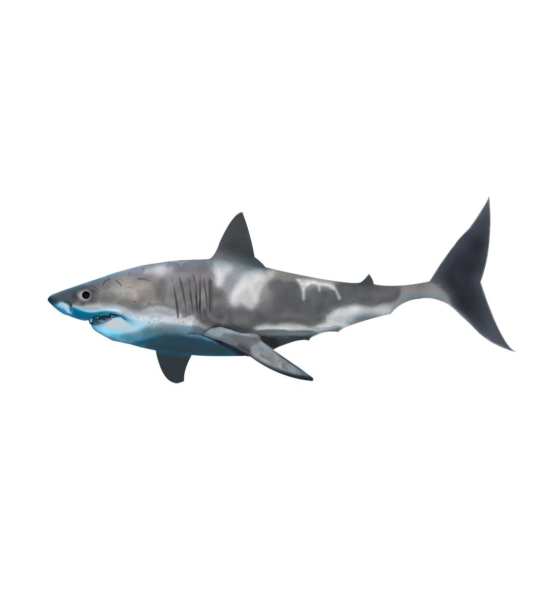 VWAQ Realistic Great White Shark Wall Decal - Peel & Stick Removable Vinyl Sticker (13