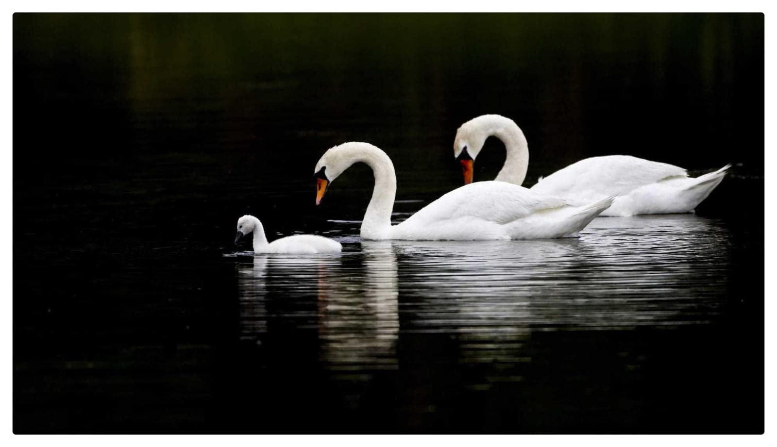 1000 Piece Jigsaw Puzzle for Adults - Little Swan Parents Wooden Puzzle, Handmade Art Deco Painting - Perfect for Family Game Night, Stress Relief & Home Decor
