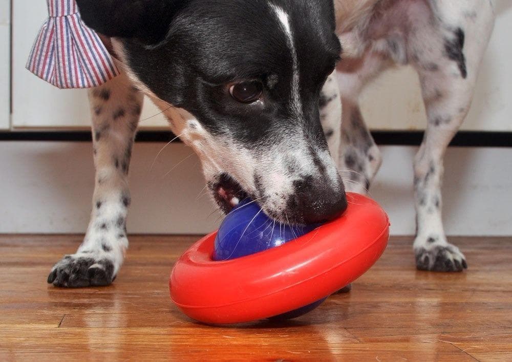 Kong Gyro Interactive Dog Toy - Treat Dispenser & Chew Toy for Small & Large Dogs - Perfect for Training, Boredom Relief & Mental Stimulation - Indoor & Outdoor Play