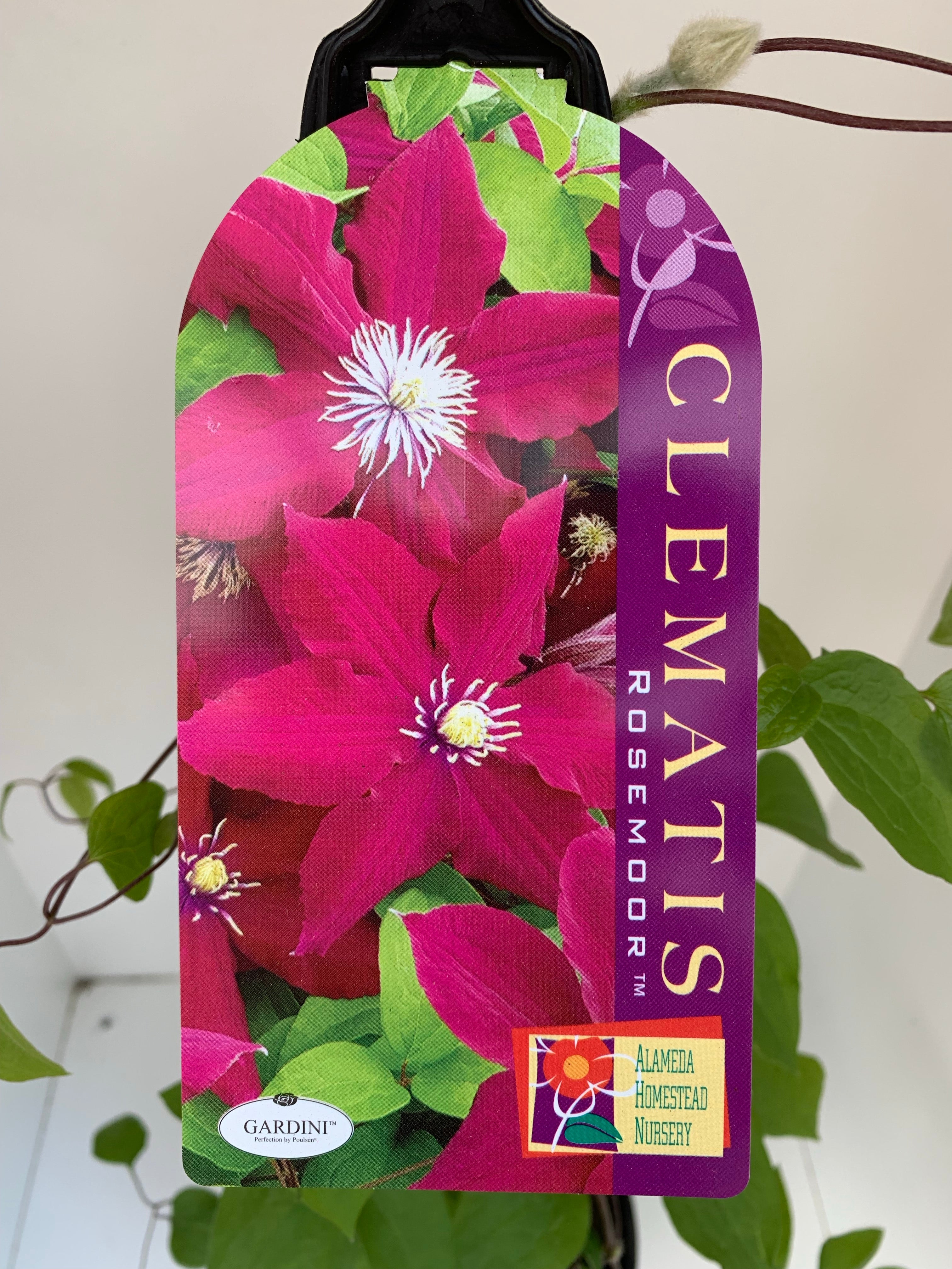 Clematis x Jackmanii 'Rosemoor' - Purple Flowering Vine Plant for Garden Trellis, Fence & Pergola - Perfect for Outdoor Landscaping & Vertical Gardening