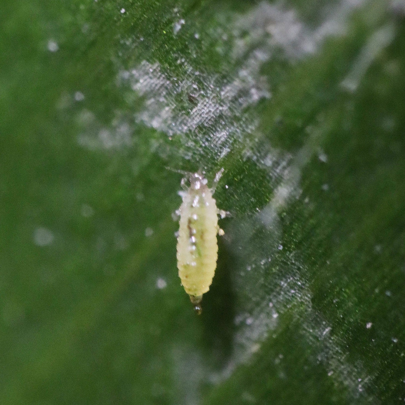 Thrip Adult Killer - Orius Laevigatus Predatory Bugs for Natural Pest Control | Organic Garden & Greenhouse Solution