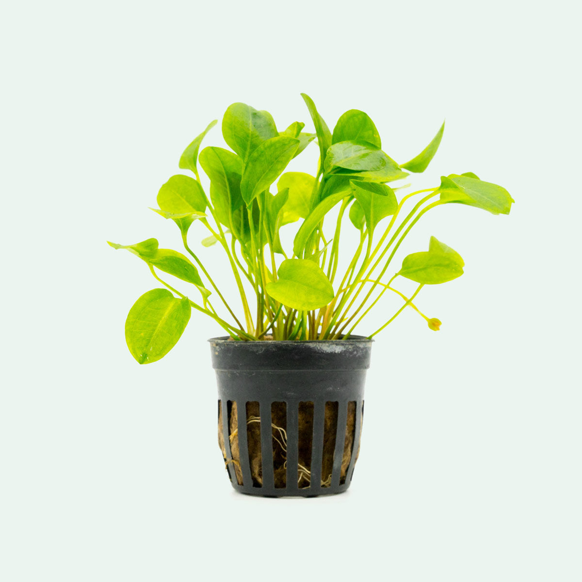 Ranalisma Rostratum Aquatic Plant for Ponds & Aquariums | Perfect for Water Gardens, Fish Tanks & Aquatic Landscaping