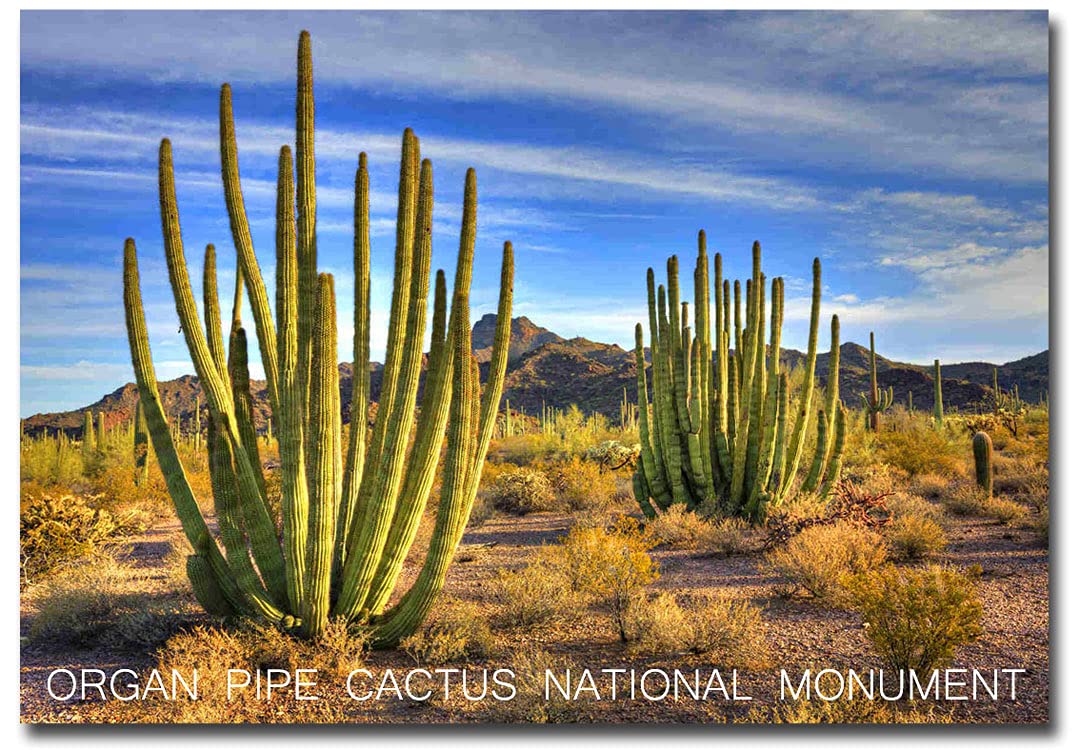 Organ Pipe Cactus National Monument Souvenir Fridge Magnet - 2.5