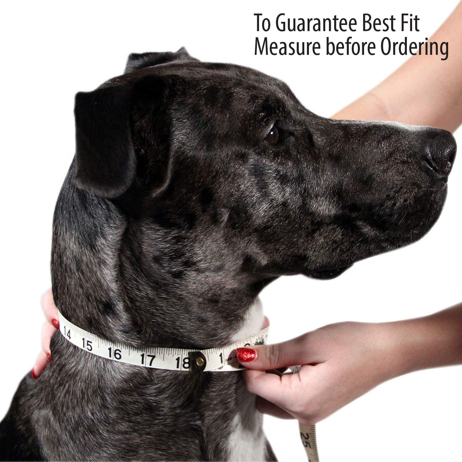 Premium Full Grain Leather Dog Collar for Medium Dogs - Padded Comfort, Durable & Adjustable (Green) - Perfect for Daily Walks, Training & Outdoor Adventures
