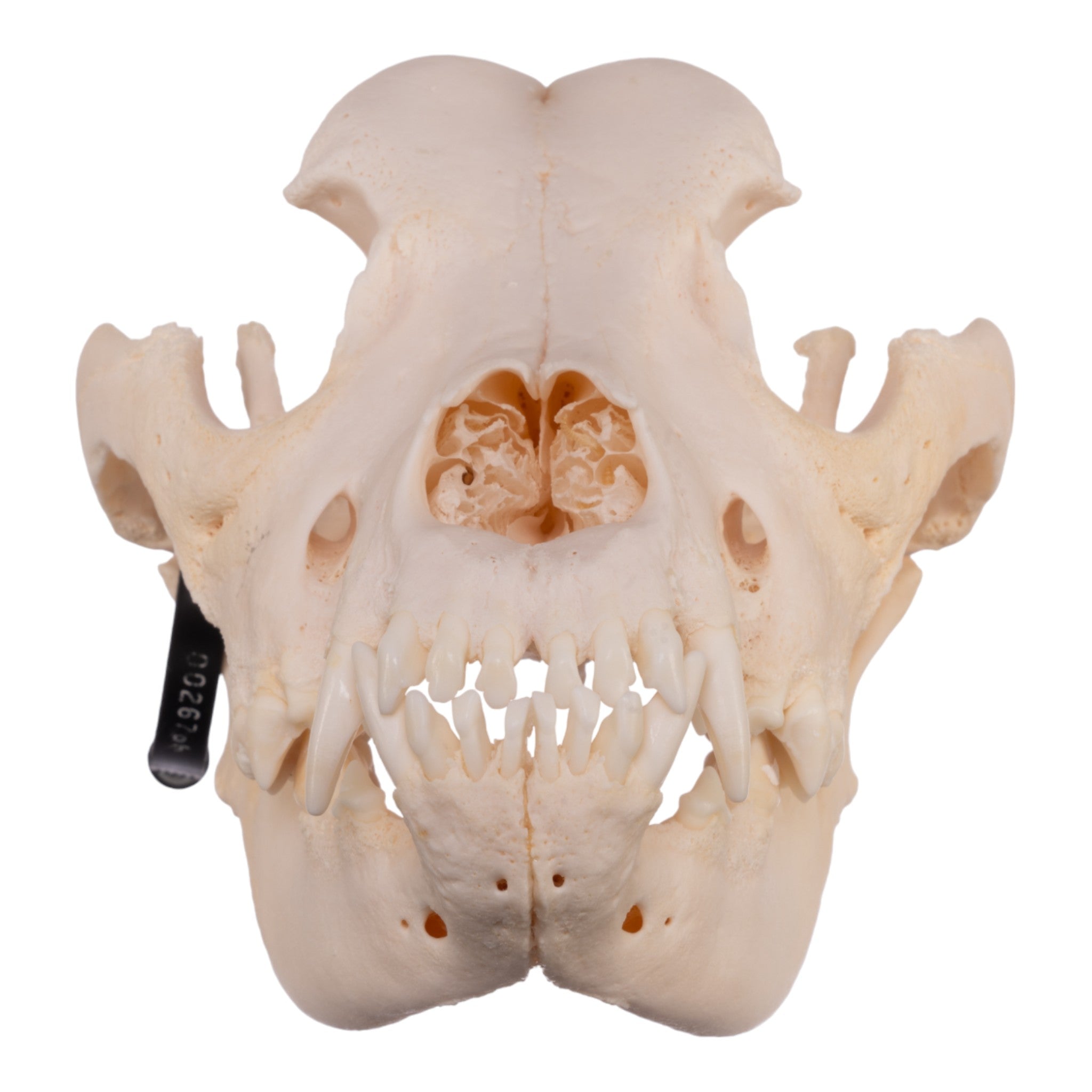 Authentic Great Dane Dog Skull Specimen - Real Domestic Canine Skull for Veterinary Study, Anatomy Education & Halloween Decor