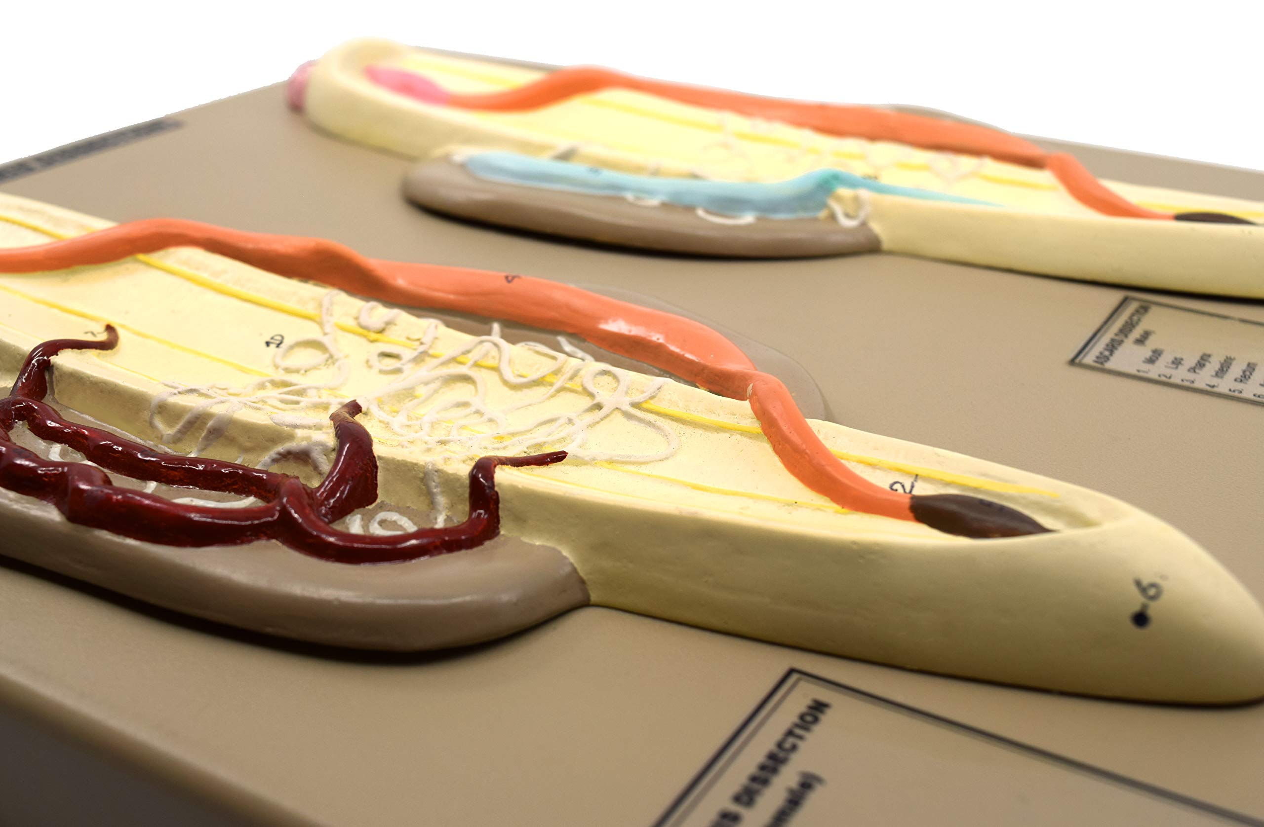 EISCO Male & Female Ascaris Model - Enlarged Dissection Specimen with Hand-Painted Details, 14