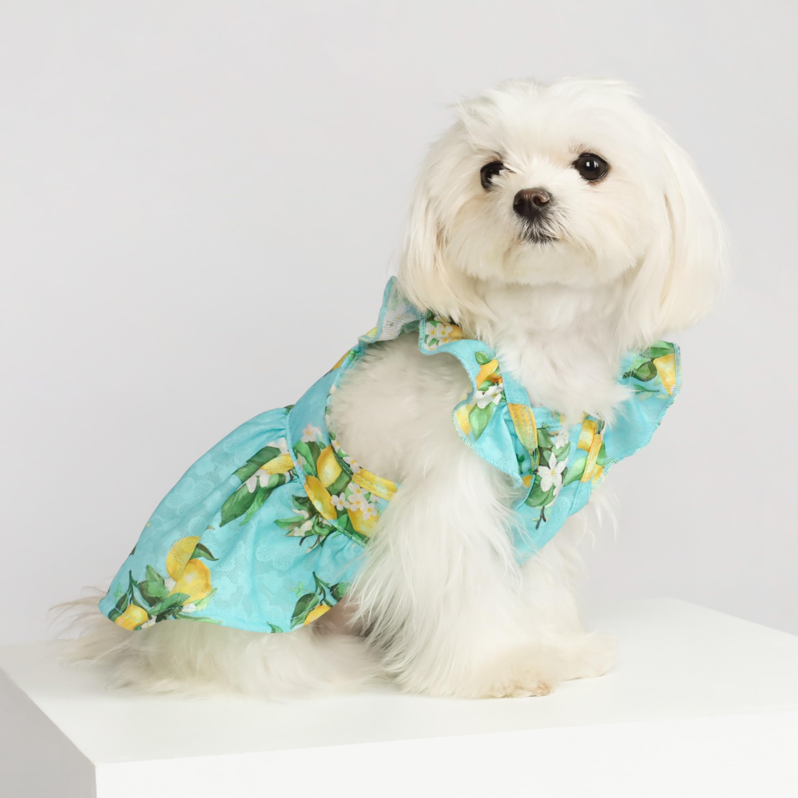 Fitwarm Lemon Dog Dress for Small Dogs - Teal, Yellow, Green - Perfect for Pet Outings