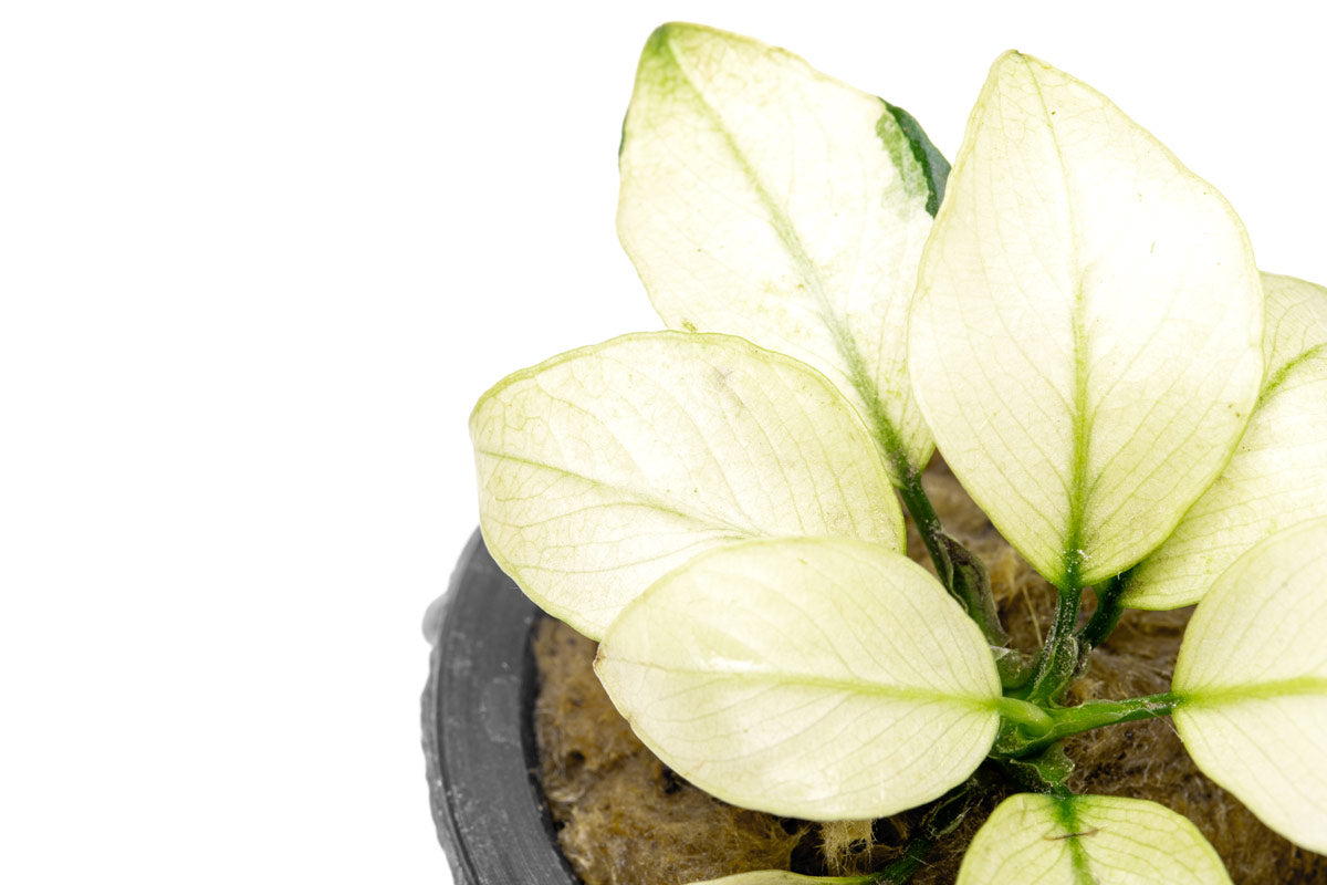 Anubias Broad White Aquatic Plant - Live Freshwater Aquarium Plant for Fish Tanks, Low Light & Beginner Friendly - Perfect for Aquascaping, Shrimp Tanks & Natural Decor