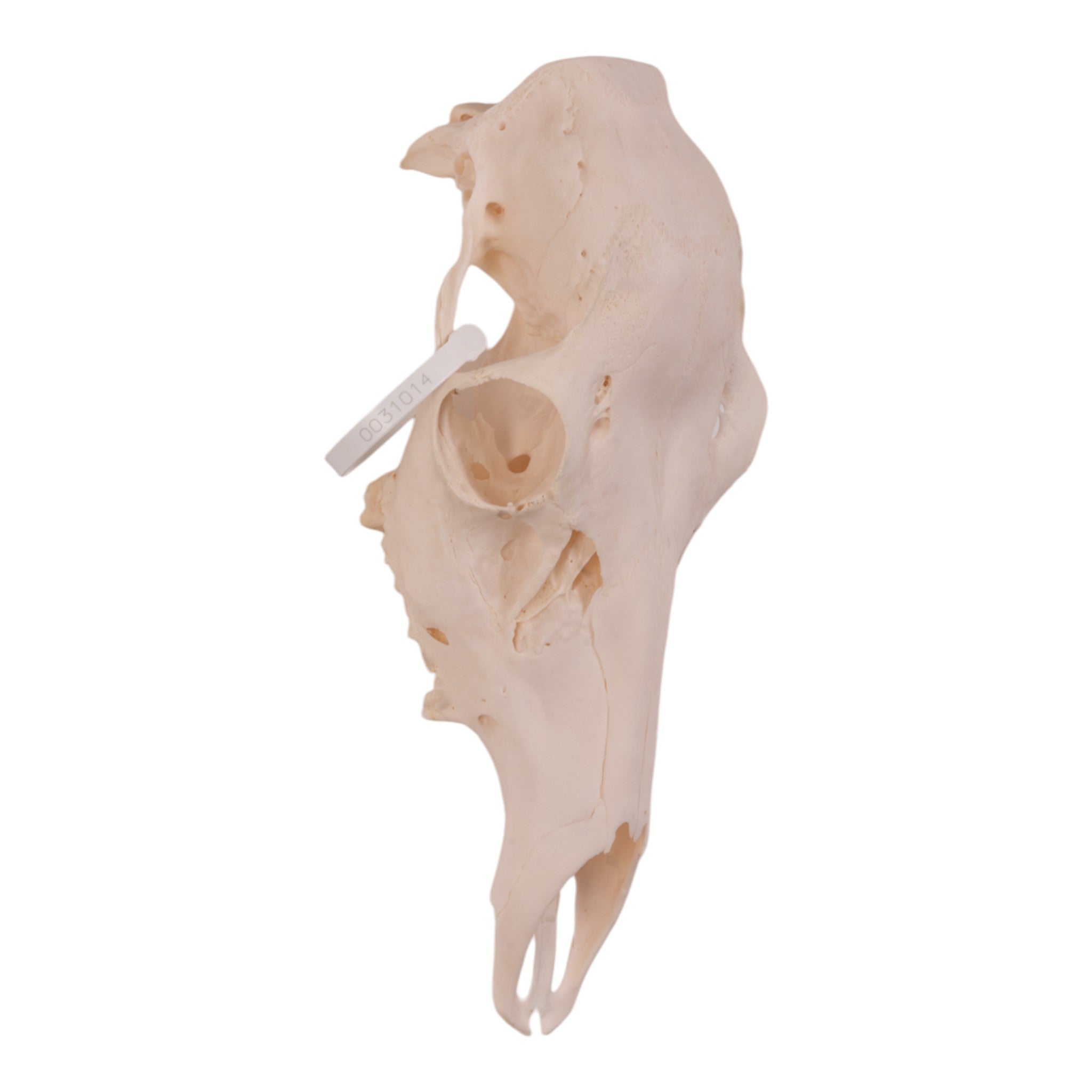 Real Red Deer Skull Female - Authentic European Taxidermy for Home Decor, Hunting Lodge & Gothic Style Interior Design