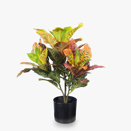 Buy Croton Plant Online | Colorful Tropical Houseplant for Home & Office Decor | Perfect for Indoor Gardens & Gift Giving