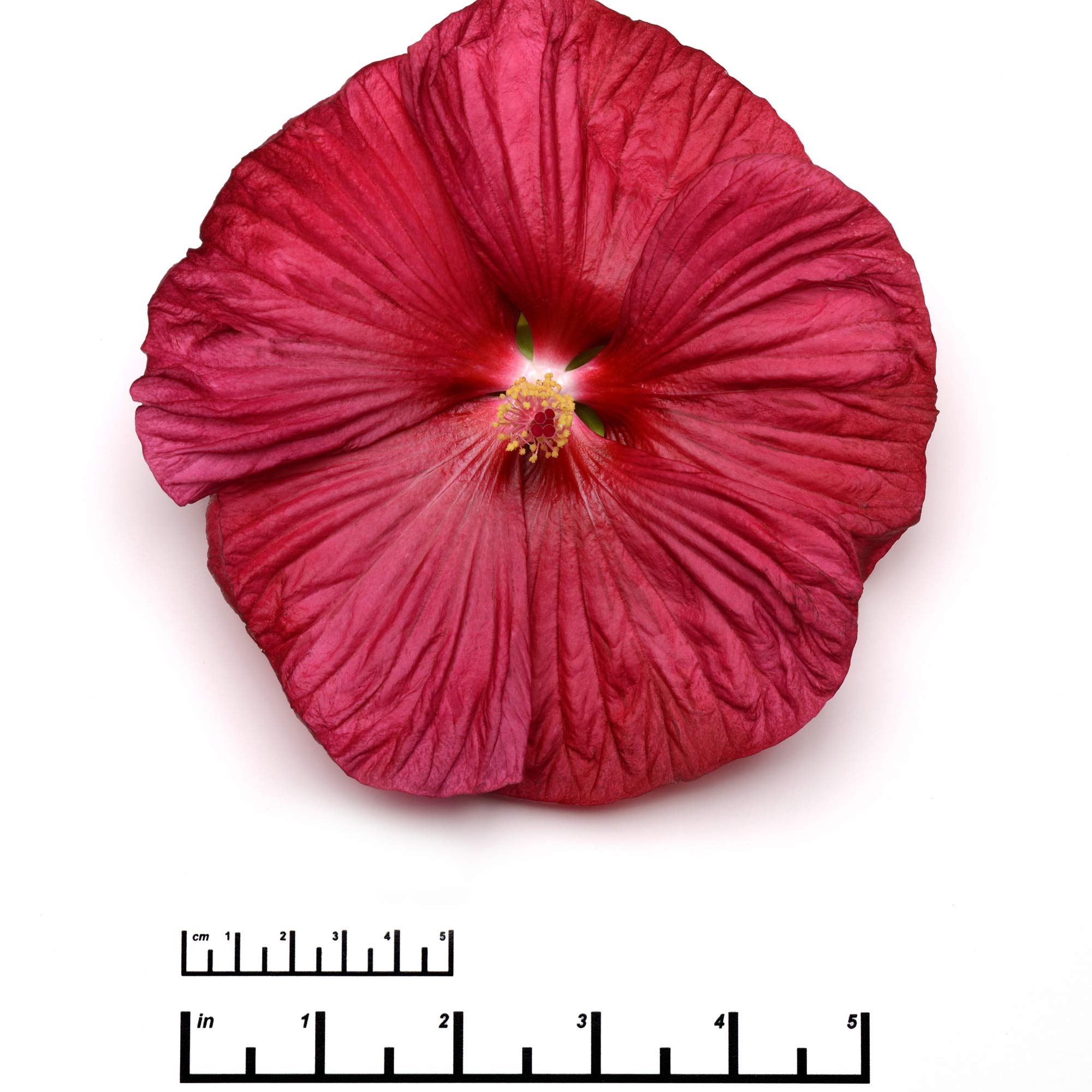 Outsidepride Perennial Hibiscus Luna Rose Flower Seeds - 10 Seeds for Planting, Gardening & Landscaping - Attracts Butterflies & Hummingbirds