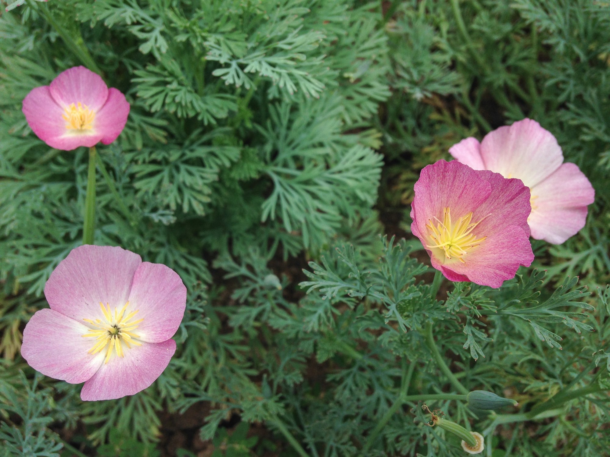 Purple Gleam California Poppy Seeds for Planting - 200 Seed Packet of Annual Wildflowers | Garden, Landscaping & Pollinator-Friendly Flower Seeds