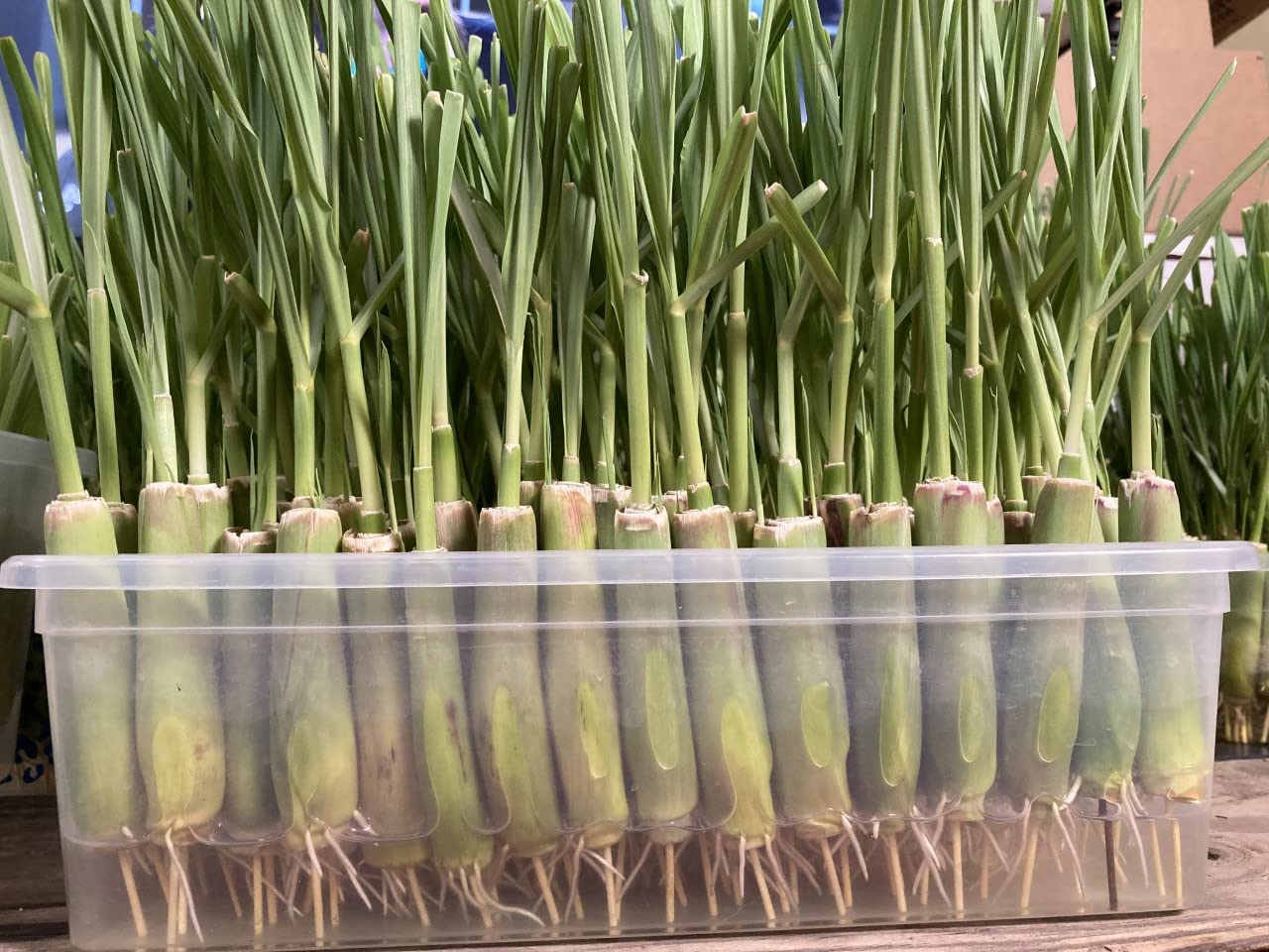 8 Rooted Lemongrass Stalks 5-6 Inches Long - Fast Growing Live Lemon Grass Plants for Cooking, Tea & Garden | Ready to Plant Culinary Herb for Asian Dishes, Soups & Aromatherapy