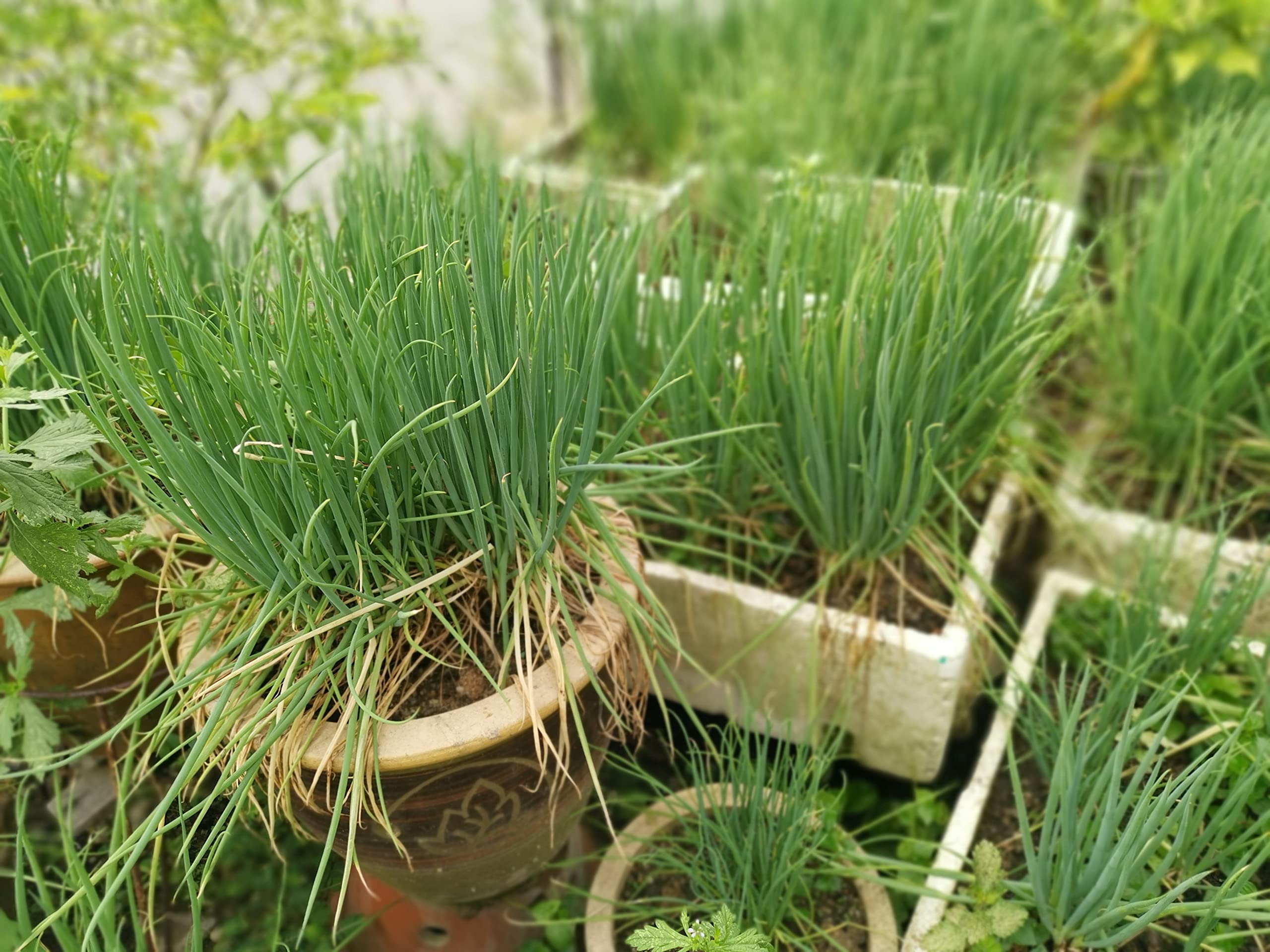 Evergreen Bunching Onion 300 Seeds - Allium Fistulosum Heirloom Non-GMO Open Pollinated Untreated Seeds for Home Gardening, Cooking & Fresh Salads
