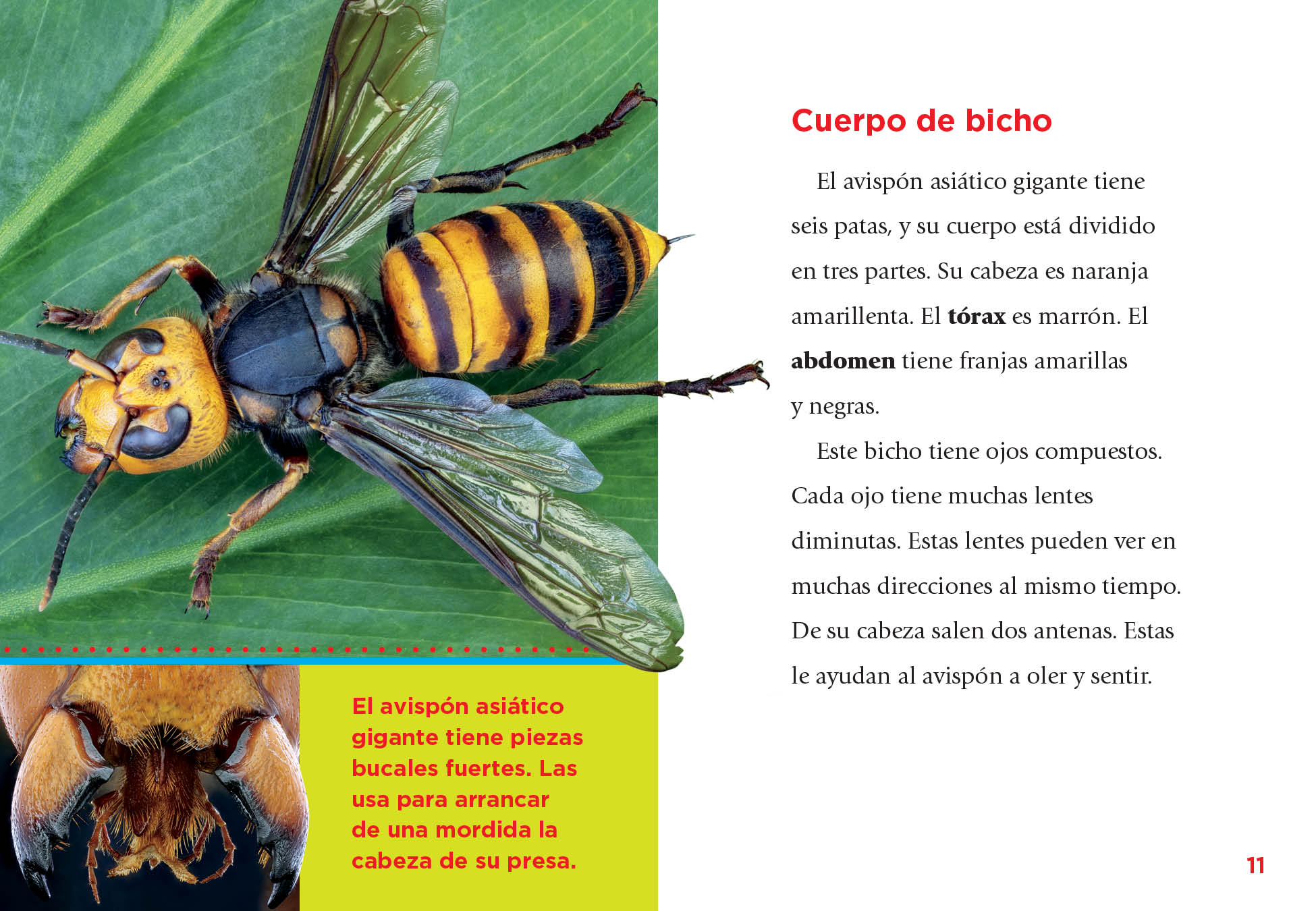 Giant Asian Hornet - Vespa Mandarinia - Natural Pest Control for Gardens & Outdoor Spaces