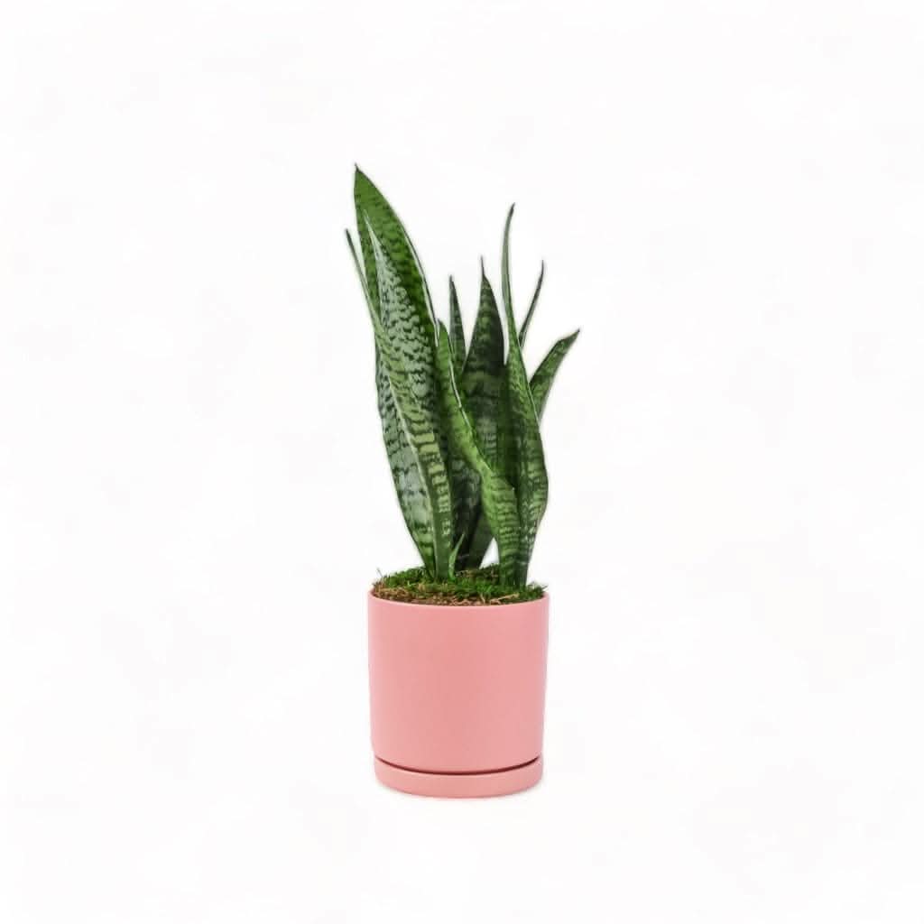 Medium Gemstone Potted Snake Plant - Low Light Indoor Houseplant for Home, Office & Bedroom Decor - Air Purifying Succulent for Beginners