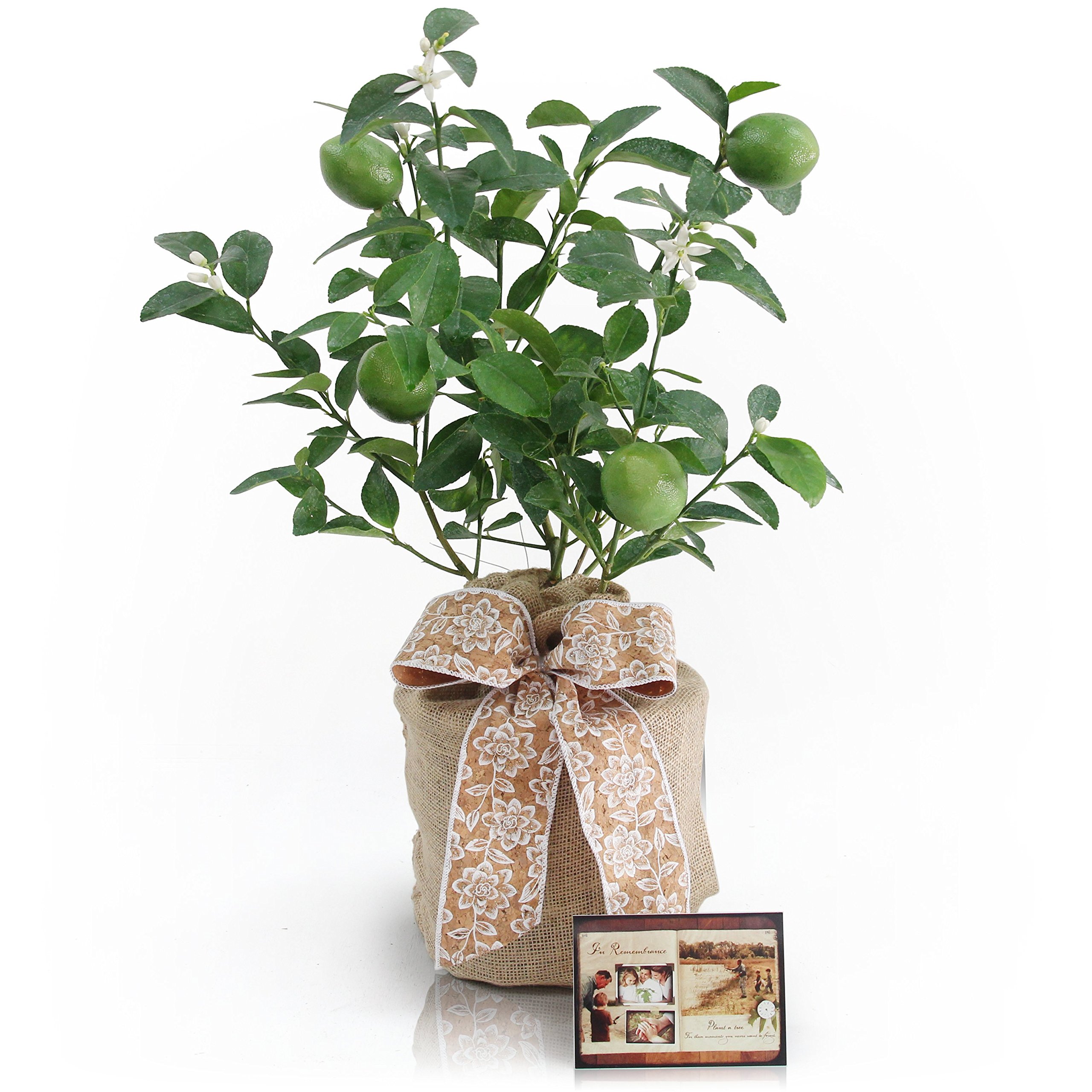 Premium Dwarf Persian Lime Tree - Fast Fruiting Indoor/Outdoor Citrus Plant with Juicy Limes - Perfect for Home Gardens, Patio Decor & Fresh Cocktail Ingredients - Gift Ready Potted Fruit Tree by The Magnolia Company