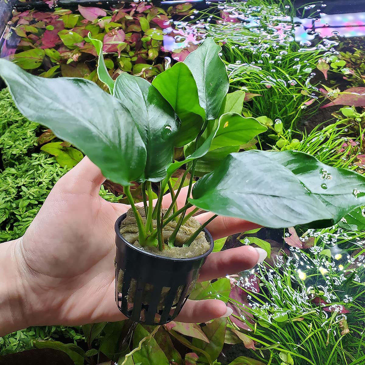 Anubias Barteri Live Aquarium Plants - 5 Potted Freshwater Aquatic Plants for Fish Tanks, Aquascaping & Terrariums - Low Light & Beginner Friendly (Perfect for Betta Fish Tanks, Shrimp Tanks & Planted Aquariums)