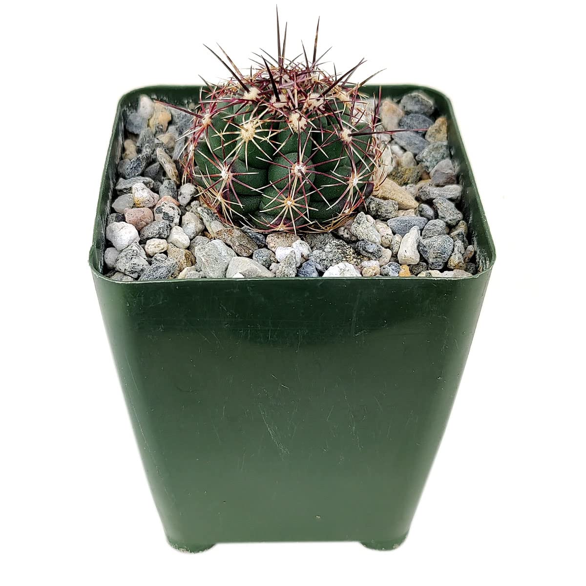 Live Succulent Plants Box - Rare Red Thorn Cactus (4 Inch) with Clay Pot | Hand-Selected Unique Cactus Collection | Perfect Gift Idea & Home Decor for Office Desk, Garden, or Indoor Plant Lovers