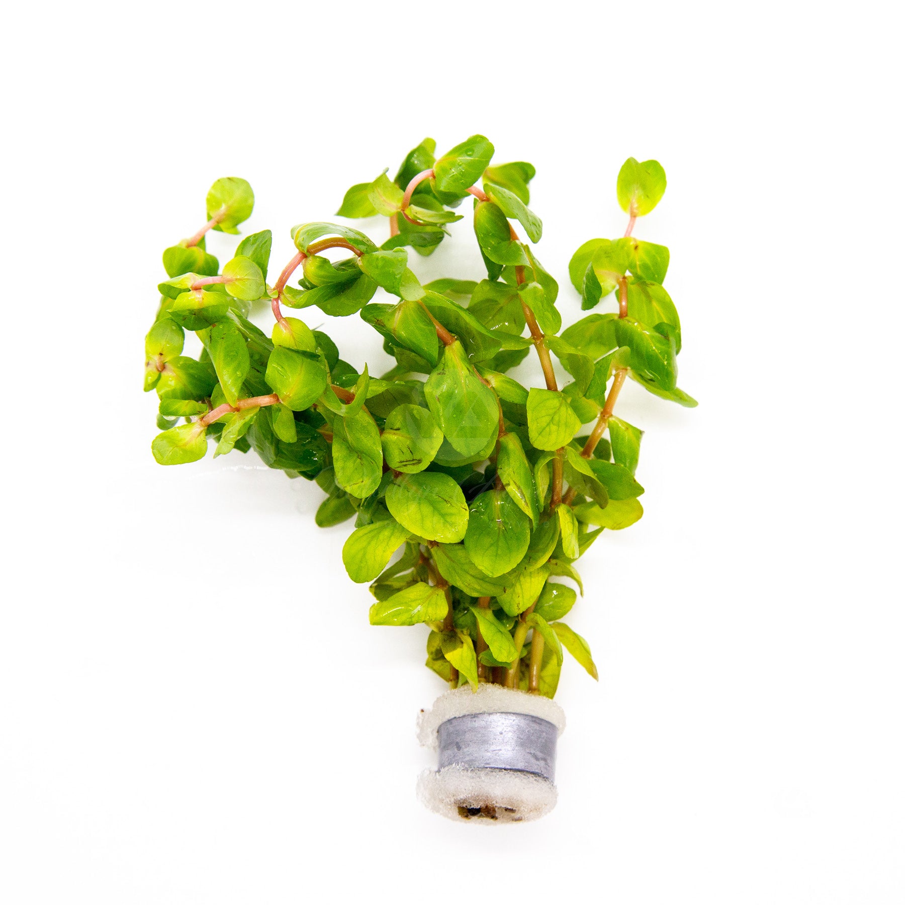 Rotala Macrandra - Vibrant Red Aquarium Plant for Freshwater Fish Tanks | Perfect for Aquascaping & Planted Aquariums