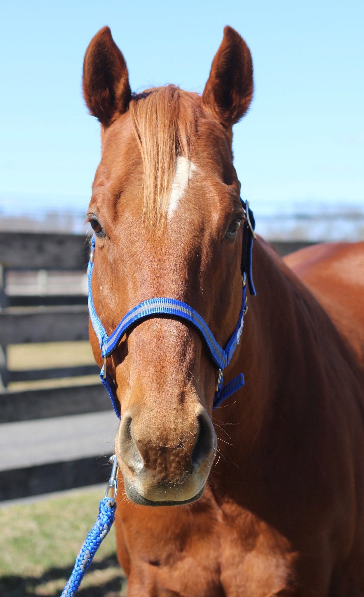 TuffRider Nylon Breakaway Halter & Lead Rope Set for Horses - Durable Equestrian Training Gear for Trail Riding, Show Prep & Stable Use