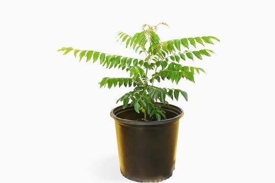 Sweet Neem & Curry Leaf Plant (Murraya Koenigii) - Fresh Organic Herbs for Cooking, Ayurvedic Remedies & Home Gardening - Perfect for Indian Cuisine, Herbal Tea & Natural Skincare