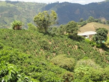 Organic Raw Unroasted Green Arabica Coffee Beans - 10 Lb Bulk from La Compañia Farm | Perfect for Home Roasting, Specialty Coffee Brewing & DIY Coffee Gifts