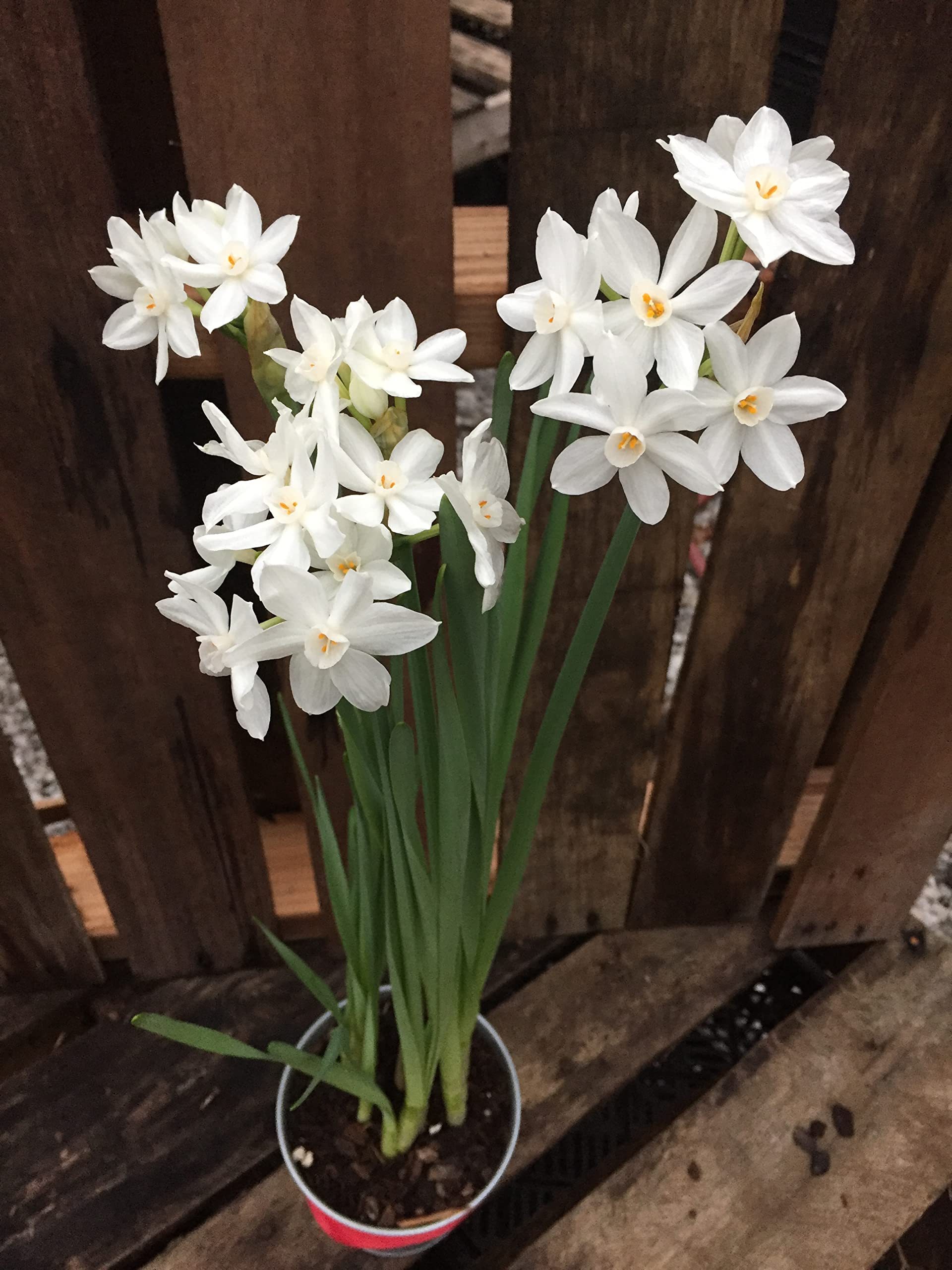 30 Ziva Paperwhite Narcissus Bulbs (13-15cm) - Premium Indoor Narcissus Tazetta for Holiday Forcing & Home Decor - Perfect for Christmas Gifts, Winter Weddings, and Office Desk Plants