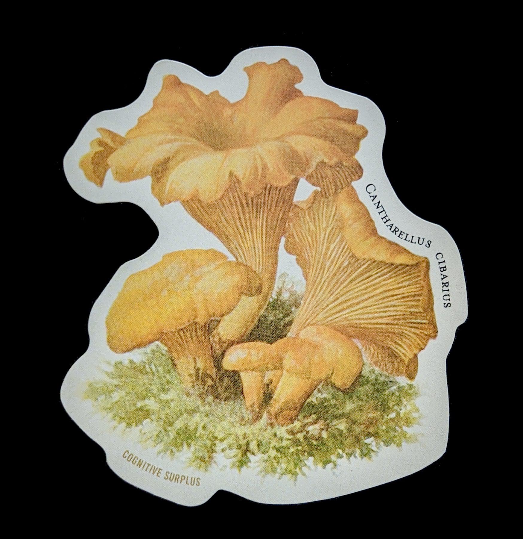 Premium Chanterelle Mushroom Stickers - Waterproof Vinyl Decals for Laptops, Water Bottles & DIY Crafts - Perfect for Nature Lovers & Kitchen Decor