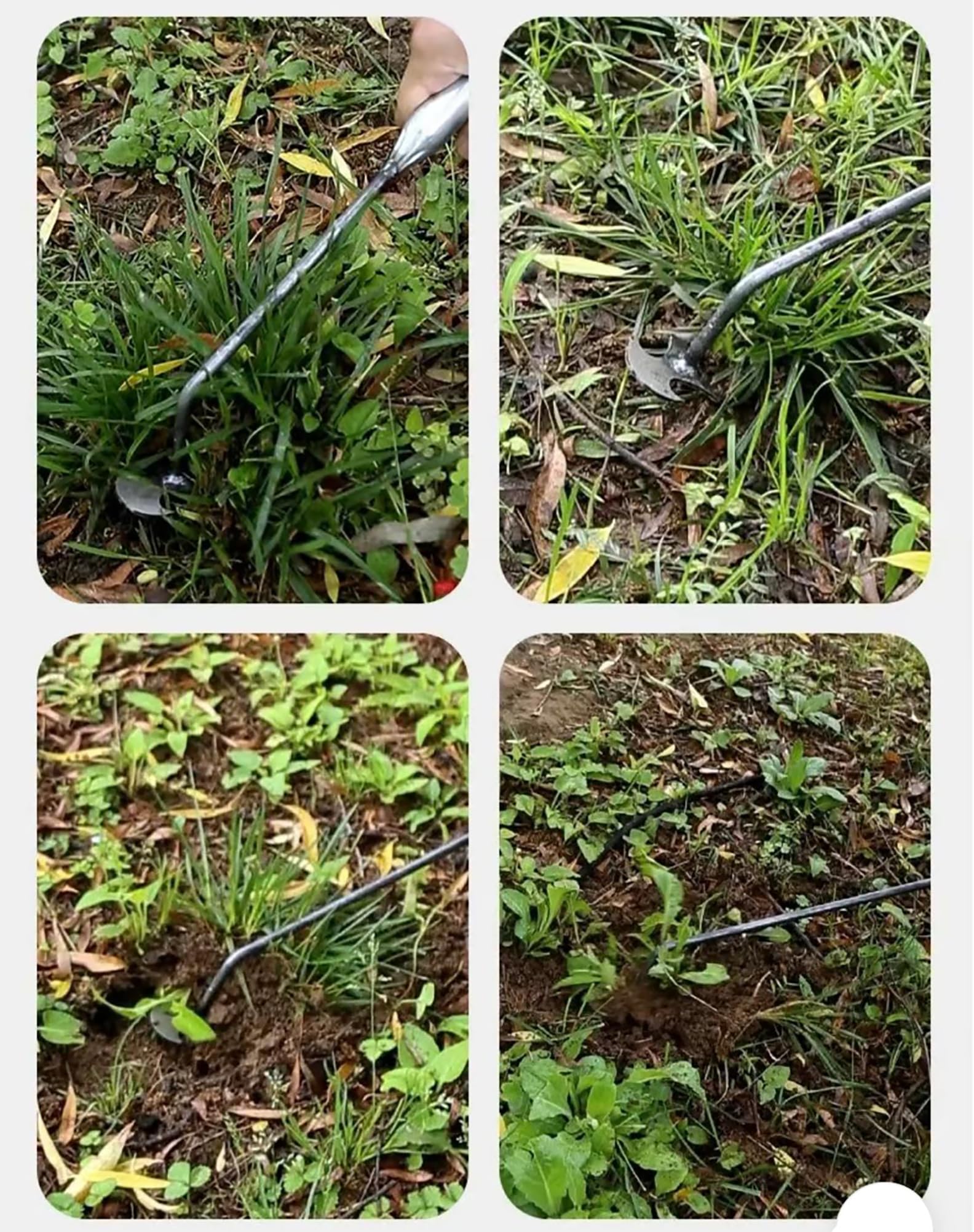 2023 Premium Manganese Steel Weed Puller - 4 Teeth Dual Purpose Gardening Tool with Long Handle (2PCS) | Heavy Duty Uprooting Weeder for Lawn, Yard & Garden Maintenance | Perfect for Removing Dandelions, Thistles & Tough Weeds
