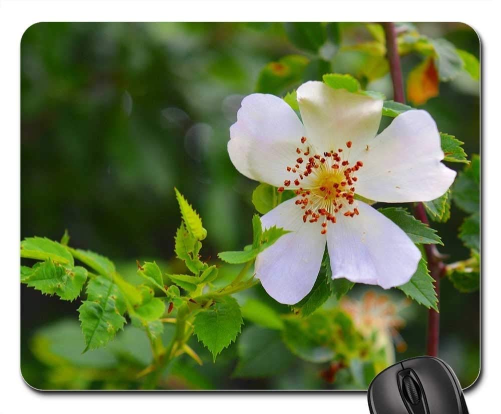Premium Gaming Mouse Pad with Non-Slip Base - Wild Rose Floral Design (Rosa Canina) for PC, Laptop & Office Workstations - Perfect for Gamers, Graphic Designers & Home Office Use